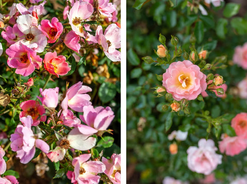 Knock Out Roses vs Drift Roses Decoding the Differences