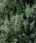 Arizona Cypress