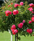 Double Knock Out Rose Tree