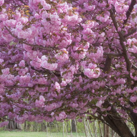 Kwanzan Flowering Cherry Tree