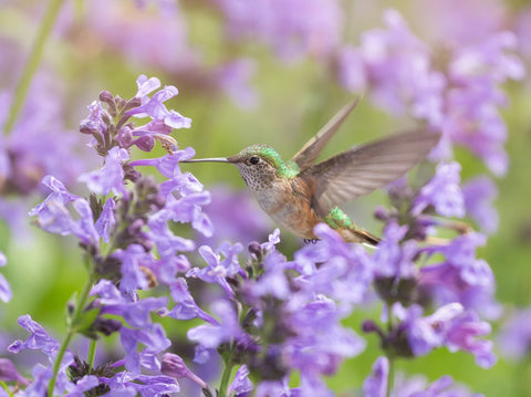 Creating a Wildlife-Friendly Garden: How to Attract Birds, Butterflies, and Other Wildlife to Your Outdoor Space - Simply Trees