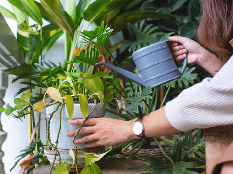 Houseplant Care Common Mistakes to Avoid for Thriving Greens