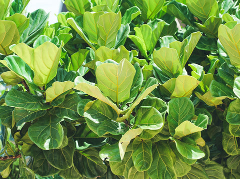 How to Care for the Fiddle Leaf Fig