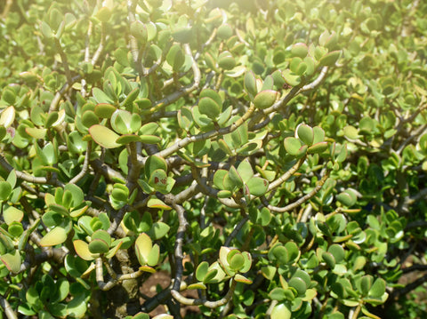 How to care for the Jade Tree