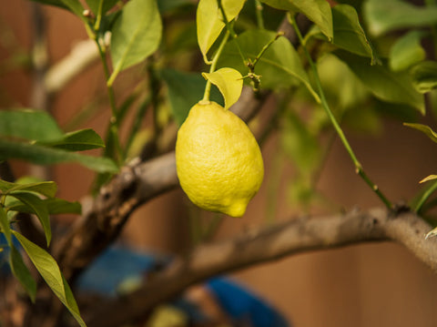 Meyer Lemon Tree Winter Care