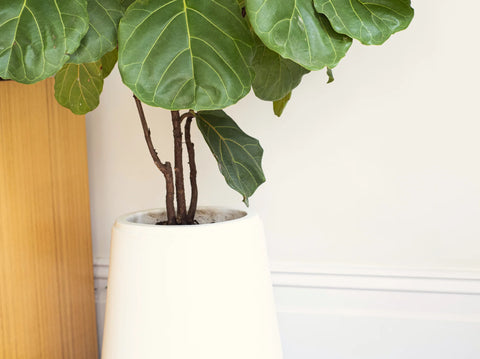 Repotting Your Fiddle Leaf Fig