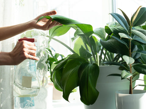 The Benefits of Indoor Plants: Exploring the Mental and Physical Health Benefits of Adding Plants to Your Home or Office - Simply Trees