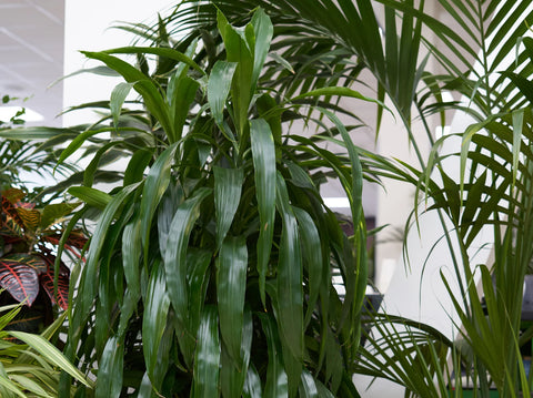 The Simple Guide to Caring for Your Dracaena Lisa