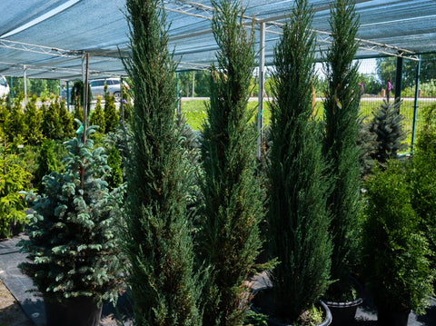The best time to plant junipers