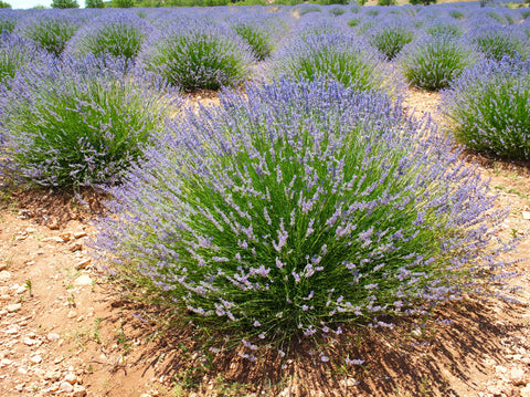 The Ultimate Guide to Nurturing Phenomenal Lavender