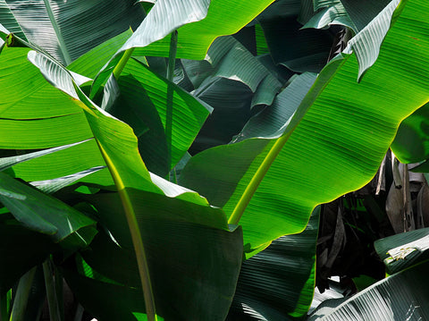 Understanding Leaf Splitting in the White Bird of Paradise