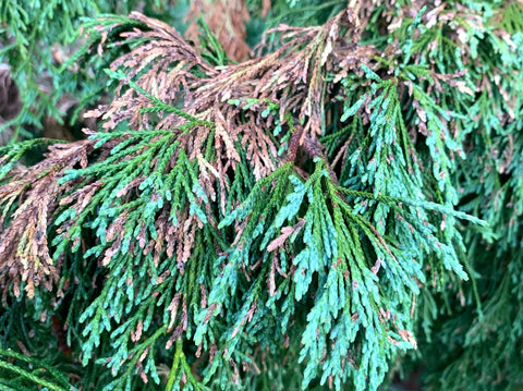 Understanding Seasonal Leaf Drop in Evergreens
