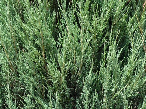 What is the difference between a Skyrocket and Blue Arrow Juniper