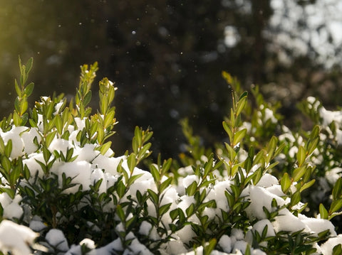Winter care for wintergreen boxwoods
