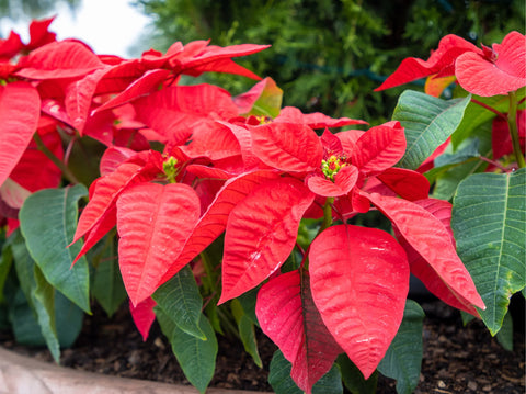 Unbox the Holiday Cheer: Your Poinsettia Care Guide for a Lush, Long-Lasting Festive Season