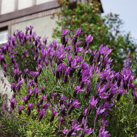Flowering Shrubs - Otto Quast Spanish Lavender