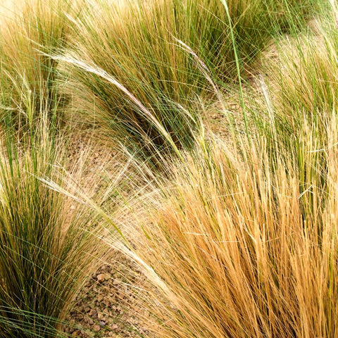 Ornamental Grasses - Mexican Feather Grass