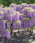 Amethyst Falls Wisteria Staked