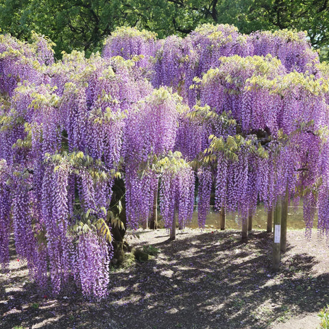 Amethyst Falls Wisteria Staked