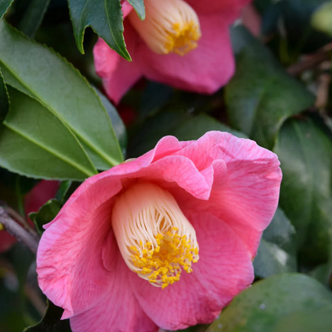 Anacostia Japanese Camellia