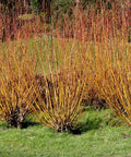 Arctic Fire Red Dogwood