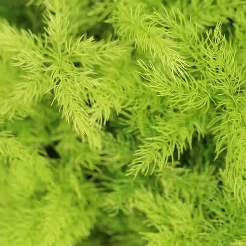 Asparagus Fern Care: Expert Care Tips for Plants