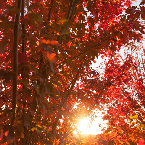 Autumn Blaze Red Maple Tree