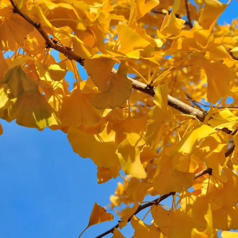 Autumn Gold Ginkgo
