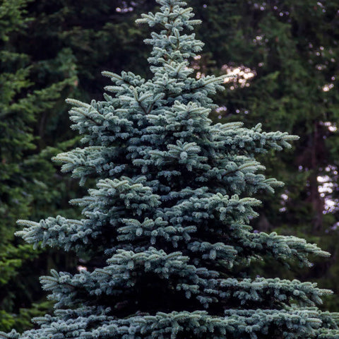 Baby Blue Spruce  Premium Evergreen Trees – Simply Trees