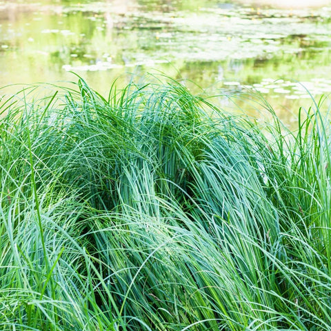 Berkeley Sedge Grass