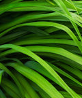 Berkeley Sedge Grass