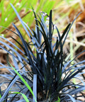 Black Mondo Grass