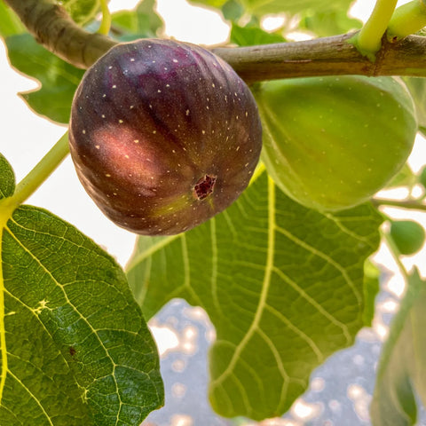 Brown Turkey Fig Tree