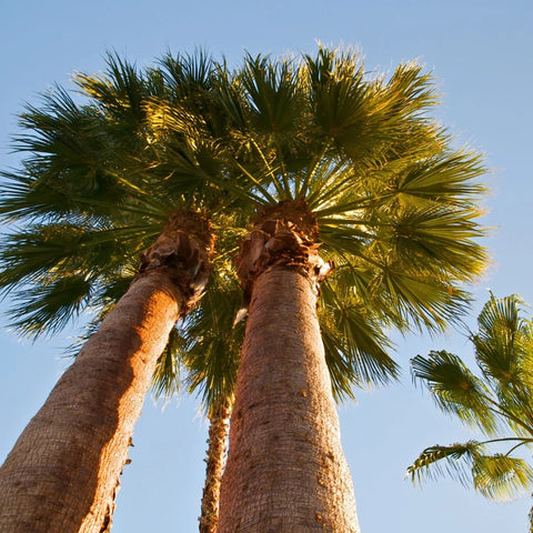 Survey shows potential impact of palm trees in quantifying