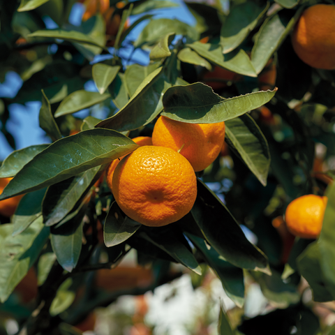 Clementine Mandarin Tree
