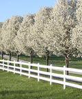 Cleveland Select Pear Tree