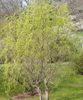 Corkscrew Willow Tree