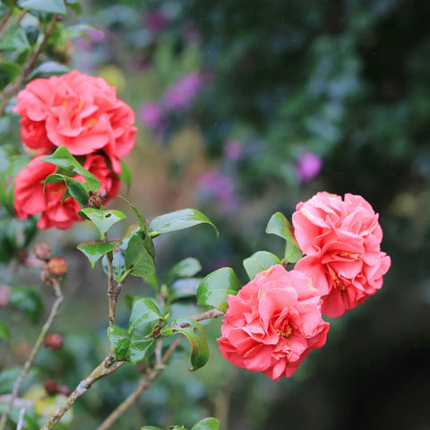 Debutante Camellia