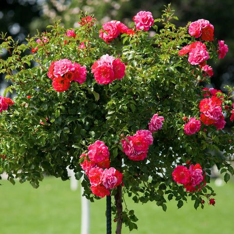 Double Knock Out Rose Tree