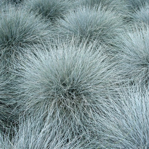 Elijah Blue Fescue Grass