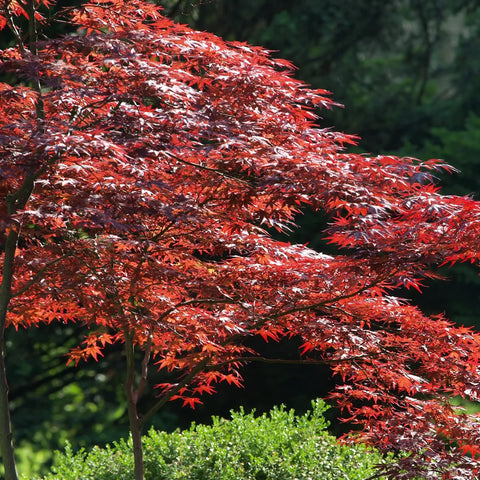 Emperor Japanese Maple Tree