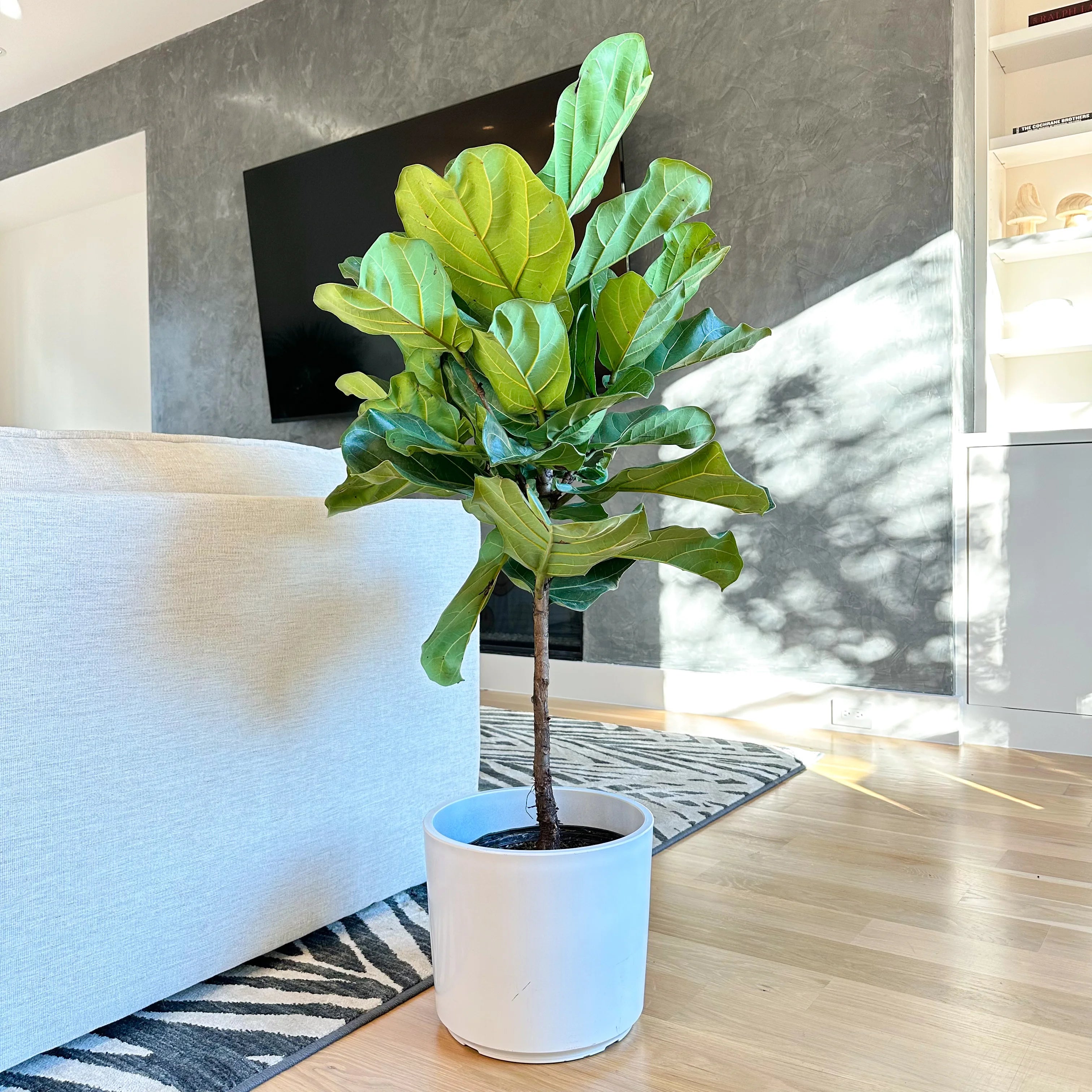 Indoor Fig Trees