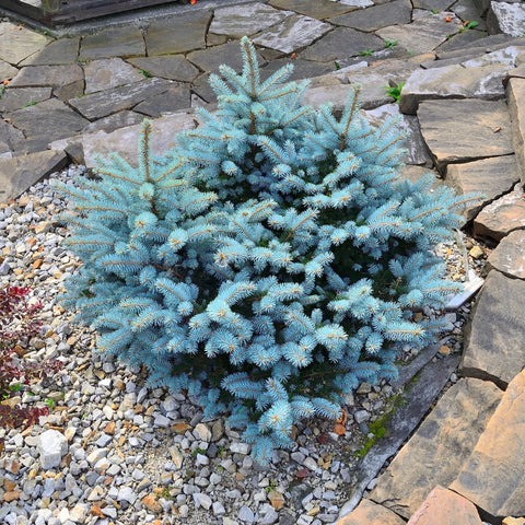 Globosa Blue Spruce