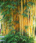 Golden Bamboo