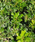 Green Pittosporum