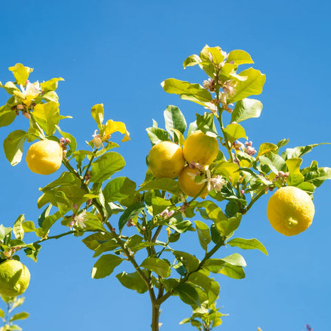 Improved Meyer Lemon Tree