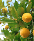 Improved Meyer Lemon Tree