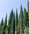 Italian Cypress