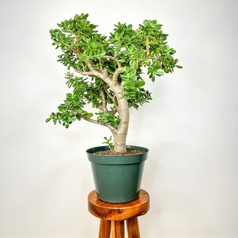 JADE TREE, HOW TO CARE THE MONEY PLANT 