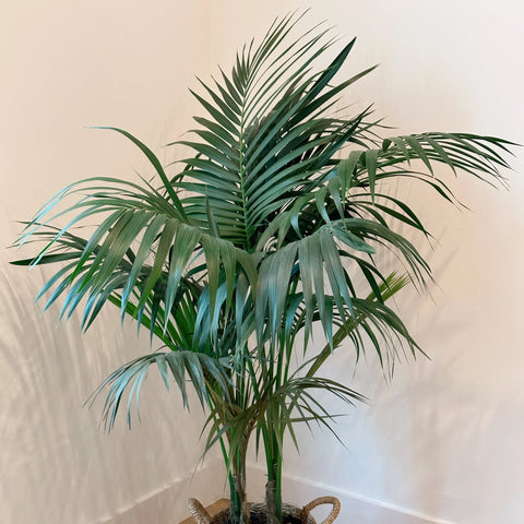 Simply Trees | Premium Real Houseplants, Nationwide Delivery